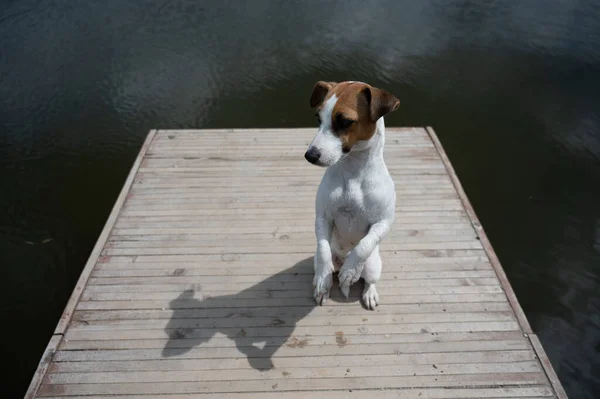 Triste cão jack russell terrier senta-se sozinho no cais junto ao lago. — Fotografia de Stock