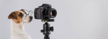 Gözlüklü köpek Jack Russell Terrier beyaz arka planda bir tripodun üzerinde fotoğraf çekiyor.