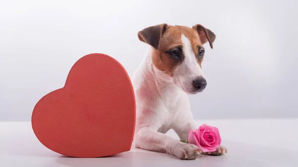Jack Russell Terrier senta-se ao lado de uma caixa em forma de coração e um buquê de rosas rosa. Cão em um encontro — Fotografia de Stock
