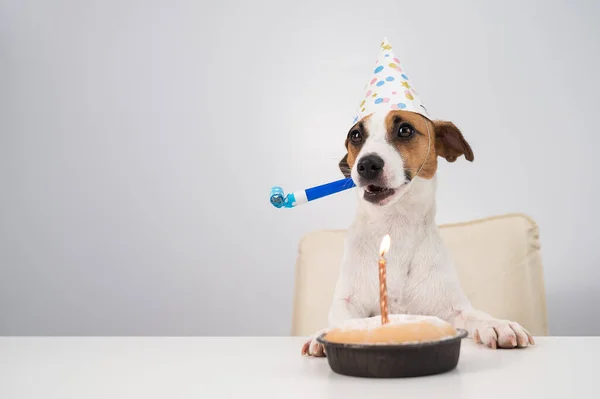 Divertido perro Jack Russell Terrier vestido con una gorra de cumpleaños sosteniendo un silbato sobre un fondo blanco. El cachorro se sienta a la mesa frente al Candle Pie —  Fotos de Stock