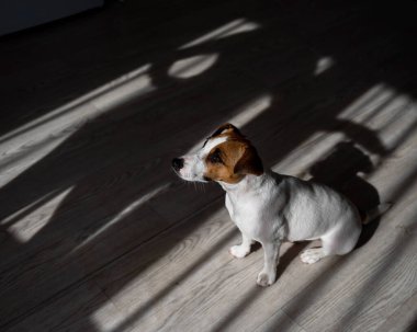 Jack Russell teriyer köpeği ahşap zeminde. Perdelerin ve vantilatörün gölgesi