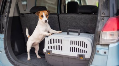 Jack Russell Terrier köpeği bir arabanın bagajında seyahat kutusunda oturuyor. Bir evcil hayvanla seyahat etmek.