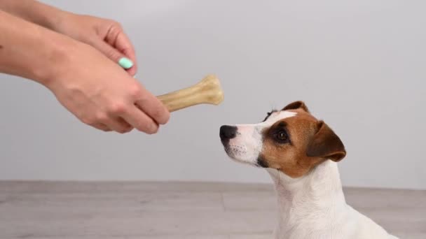 Majitel dá psovi kost. Jack Russell teriér jíst surovou kůži léčbě. — Stock video