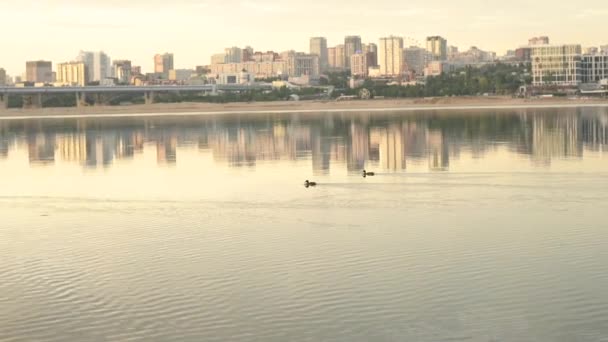 Πάπιες κολυμπούν σε μια λίμνη στο κέντρο της πόλης. — Αρχείο Βίντεο