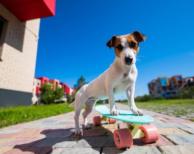 Jack Russell Terrier köpeği sıcak bir yaz gününde açık havada kaykaya biner..