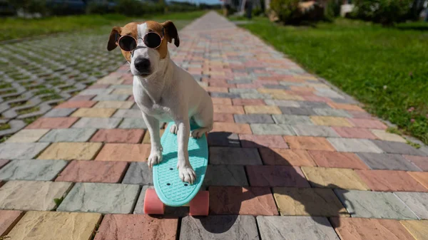 Jack Russell anjing terrier dalam kacamata hitam naik skateboard luar ruangan pada hari musim panas cerah. — Stok Foto