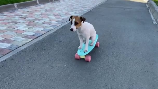 Jack Russell terrier dog monta un monopatín al aire libre en un caluroso día de verano. — Vídeo de stock