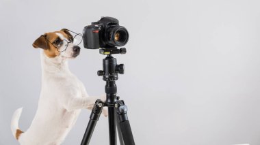 Gözlüklü köpek Jack Russell Terrier beyaz arka planda bir tripodun üzerinde fotoğraf çekiyor.