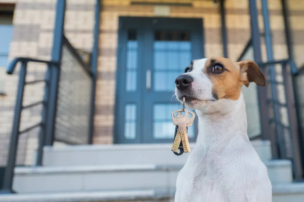 Ο σκύλος Τζακ Ράσελ Τεριέ κάθεται στην πόρτα κρατώντας τα κλειδιά του σπιτιού.. — Φωτογραφία Αρχείου