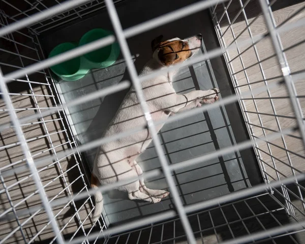 O cão triste Jack Russell Terrier jaz em uma jaula. Vista de cima — Fotografia de Stock