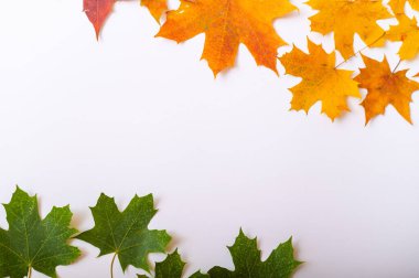 Beyaz arka planda akçaağaç yapraklarının üst görüntüsü. Metin için boş alan. Yeşil arka planda sarı yapraklar. Değişen mevsimlerin konsepti.