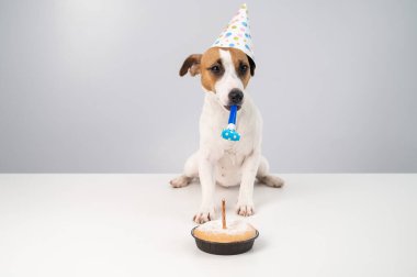 Komik köpek Jack Russell Terrier doğum günü şapkası takmış elinde beyaz bir arka planda düdük tutuyordu. Yavru köpek, Candle Pie 'ın önündeki masaya oturur.