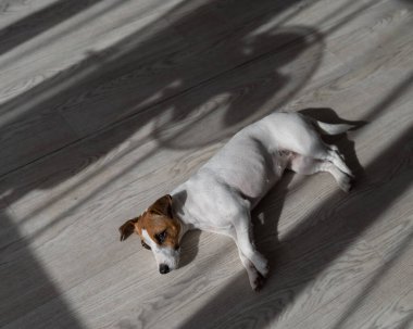 Jack Russell teriyer köpeği ahşap zeminde. Perdelerin ve vantilatörün gölgesi