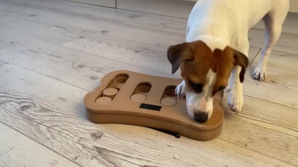 Jack Russell Terrier está buscando comida en un juguete educativo en forma de facturas. — Vídeos de Stock