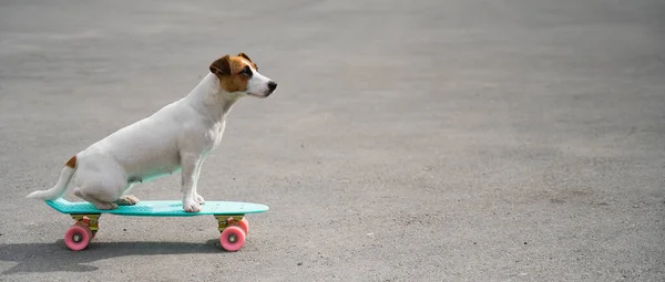 Jack Russell terrier cão monta um penny board ao ar livre — Fotografia de Stock