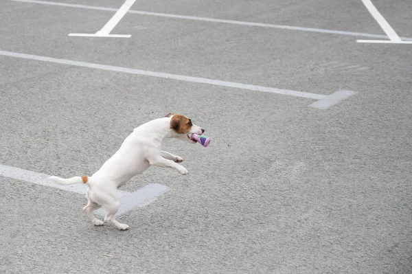Jack russell terrier chien sautant pour un jouet en caoutchouc. — Photo