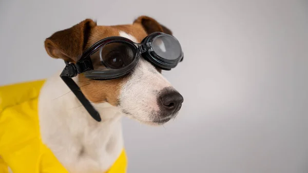 Retrato de Jack Russell cão terrier em colete salva-vidas e óculos para snorkeling no fundo branco. — Fotografia de Stock