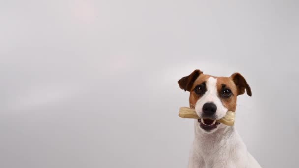 The owner takes the bone from the dog. Jack russell terrier eating rawhide treat. — Stock Video