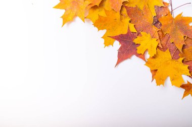 Düşen akçaağaç yaprakları beyaz bir arka planda ve boş bir alanda. Sonbahar düzlüğü