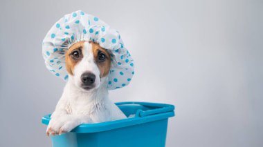 Komik dost canlısı köpek Jack Russell Terrier beyaz bir arka planda duş bonesiyle banyo yapıyor. Boşluğu kopyala