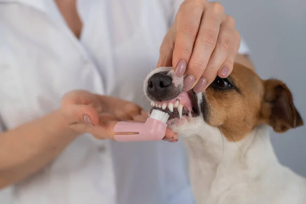 Veterinaria mujer cepilla los dientes del gato perro russell terrier con un cepillo especial que lo pone en su dedo. — Foto de Stock