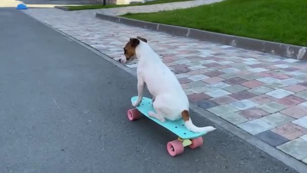 Джек Руссель тер'єрний собака їде на скейтборді на вулиці в спекотний літній день.. — стокове відео