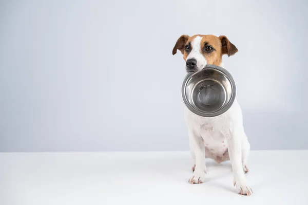 Голодный Джек Рассел терьер держит пустую миску на белом фоне. Собака просит еды.. — стоковое фото