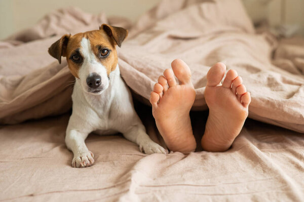 The dog lies with the owner on the bed and looks out from under the blanket. Barefoot woman and jack russell terrier in the bedroom.