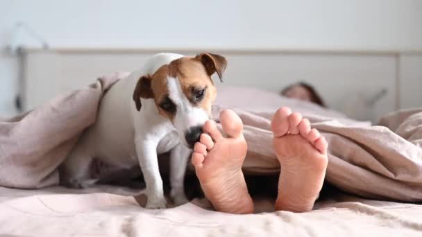 Le chien Jack Russell Terrier couche avec la maîtresse sur le lit et lui lèche les pieds — Video