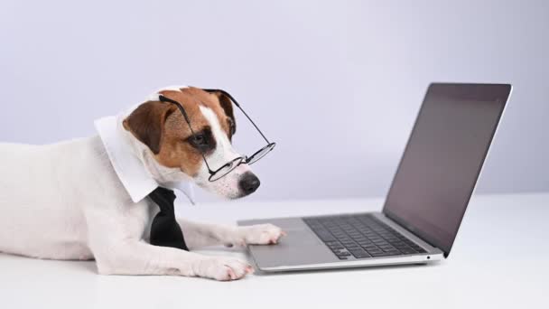 Jack russell terrier chien dans des lunettes et cravate fonctionne sur ordinateur portable sur fond blanc. — Video