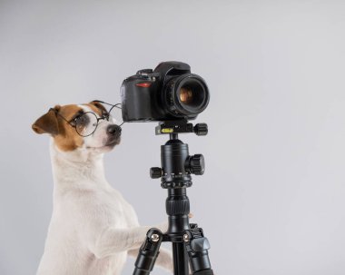 Gözlüklü köpek Jack Russell Terrier beyaz arka planda bir tripodun üzerinde fotoğraf çekiyor.