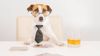 Jack Russell gözlüklü ve kravatlı teriyer köpeği viski içer ve poker oynar. Kumar kart oyunlarına bağımlılık. Ufaklık.