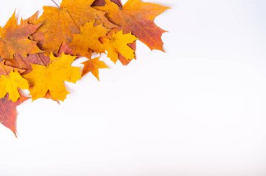 Düşen akçaağaç yaprakları beyaz bir arka planda ve boş bir alanda. Sonbahar düzlüğü