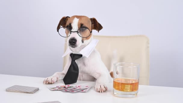 Jack Russell terrier hund med glasögon och en slips dricker whisky och spelar poker. Missbruk av spel kortspel. Lilla vän. — Stockvideo