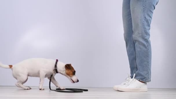 狗给了一个有着白色背景的女人一条皮带.杰克 · 罗素 · 特里埃打电话给店主散步. — 图库视频影像