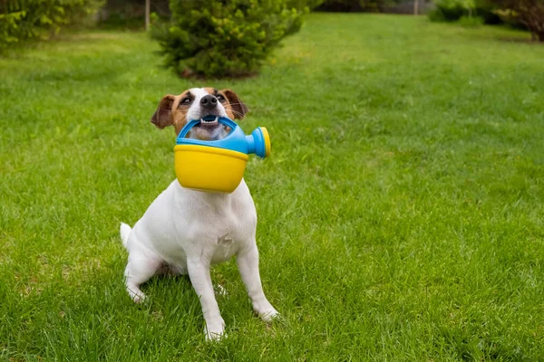 Dog Jack Russell Terrier fica no gramado e segura uma lata de rega — Fotografia de Stock
