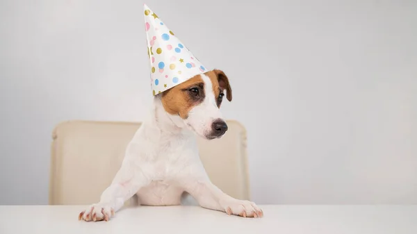 Perro con sombrero de cumpleaños sobre fondo blanco. Jack Russell Terrier celebra su aniversario — Foto de Stock