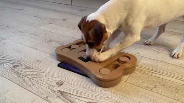 Jack Russell terrier est à la recherche de nourriture dans un jouet éducatif sous la forme de factures. — Video