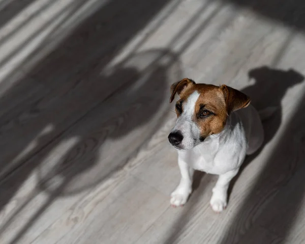 Jack Russell Perro terrier en el suelo de madera. Sombra de persianas y ventilador — Foto de Stock