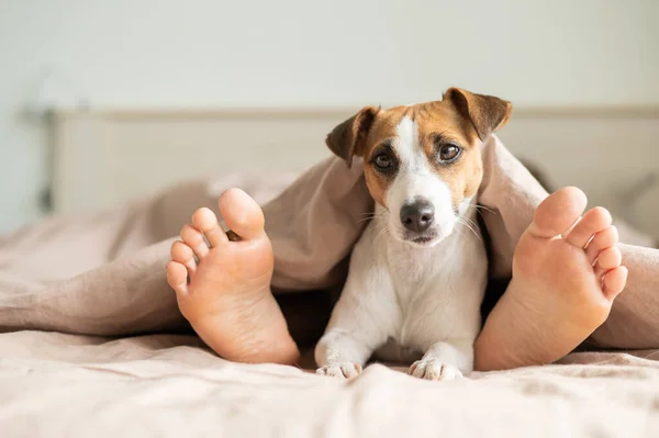 Hunden ligger med ägaren på sängen och tittar ut under filten. Barfota kvinna och Jack Russell terrier i sovrummet. — Stockfoto