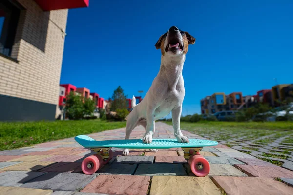 Jack Russell terrier kutya gördeszkázik a szabadban egy forró nyári napon. — Stock Fotó