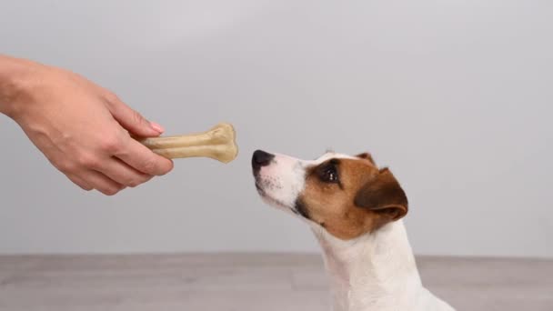 Le propriétaire donne un os au chien. Jack Russell terrier manger rawhide traiter. — Video