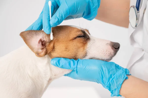 Veterinární čistí uši s bavlněným tamponem na psa jack Russell teriér na bílém pozadí. — Stock fotografie