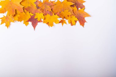 Düşen akçaağaç yaprakları beyaz bir arka planda ve boş bir alanda. Sonbahar düzlüğü