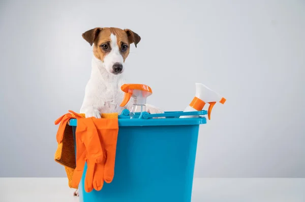 Utilidades de limpeza em balde e jack russell terrier dog no fundo branco. — Fotografia de Stock