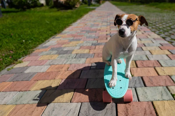 Jack Russell anjing terrier dalam kacamata hitam naik skateboard luar ruangan pada hari musim panas cerah. — Stok Foto