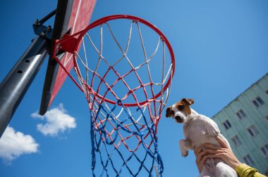 Jack Russell Terrier 'in mavi gökyüzü arka planına karşı basket potasında gol attığı son manzara.