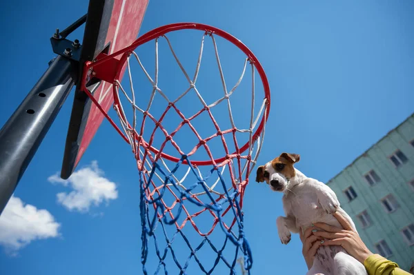 Vue du bas du chien Jack Russell Terrier marquant un but dans un panier de basket-ball sur fond de ciel bleu — Photo