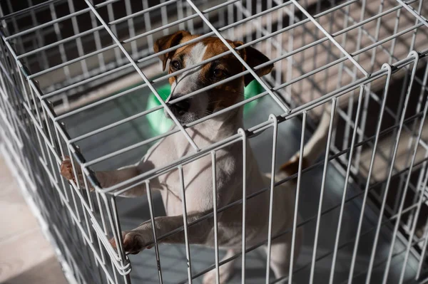 Cão triste Jack Russell Terrier senta-se em uma gaiola e espera por comida em uma tigela vazia — Fotografia de Stock