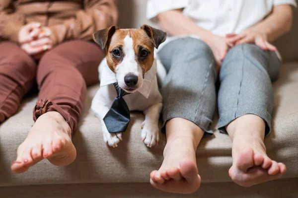 En söt hund Jack Russell Terrier bär slips och sitter med två kvinnor på soffan — Stockfoto